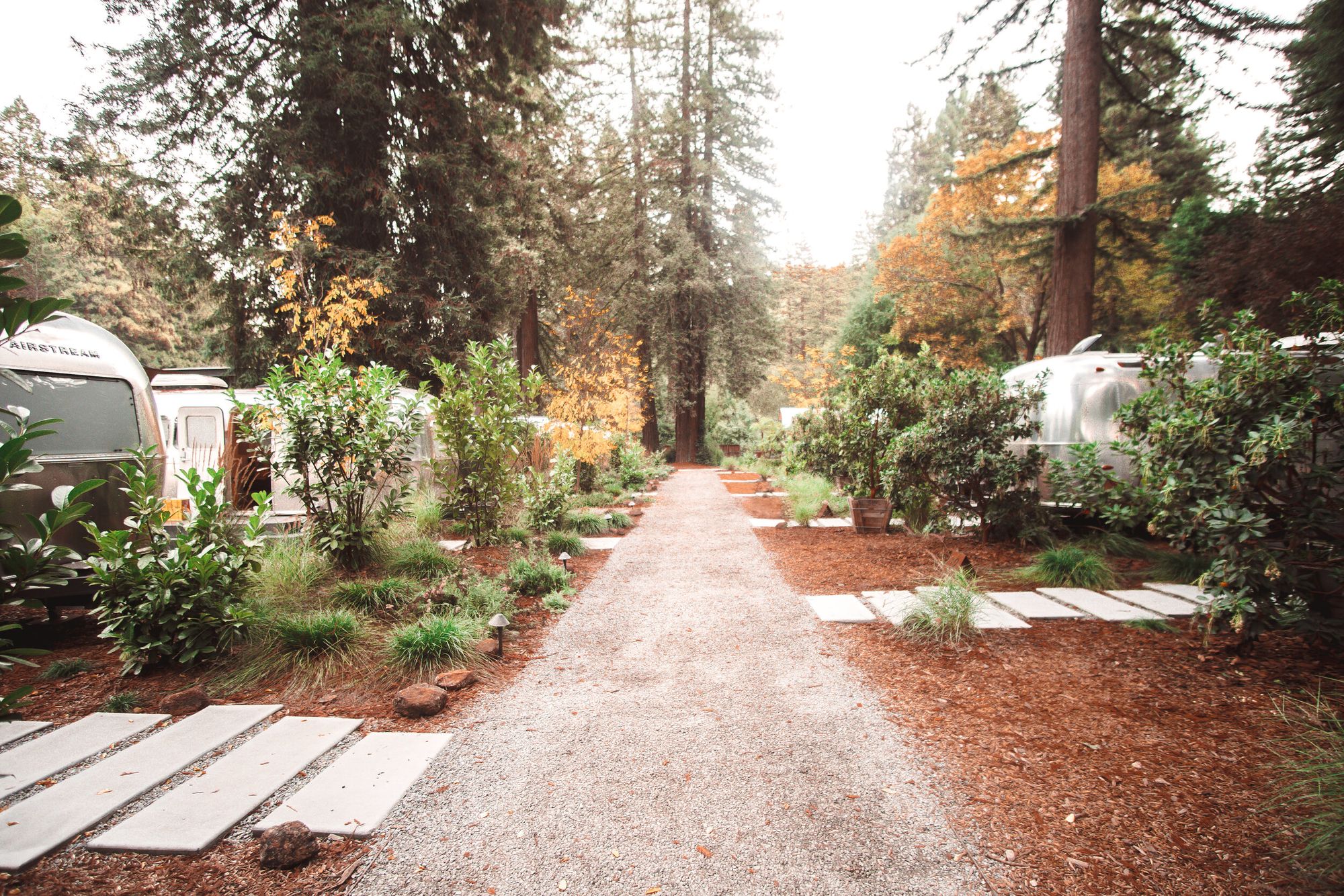 AutoCamp Airstream trailers along a gravel path among tall redwoods